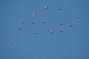 sandhill cranes over 4 cantar ct