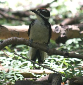young hairy woodpecker
